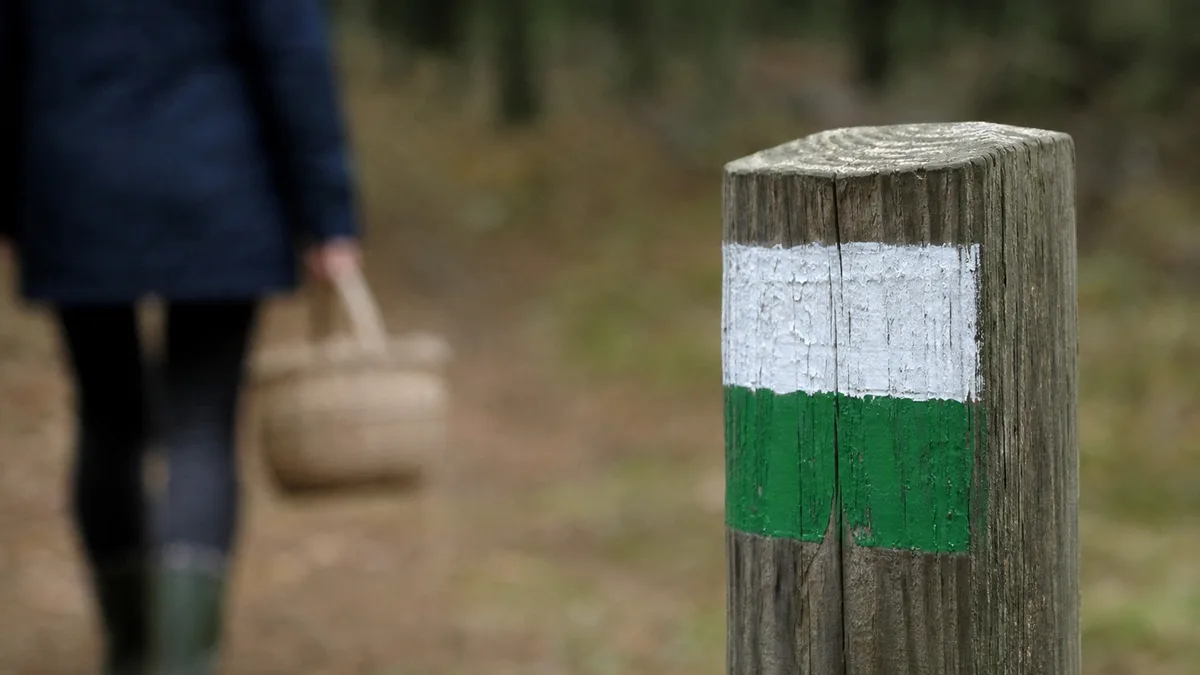 Na grzybach łatwo zgubić drogę. Ten leśny słupek może pomóc