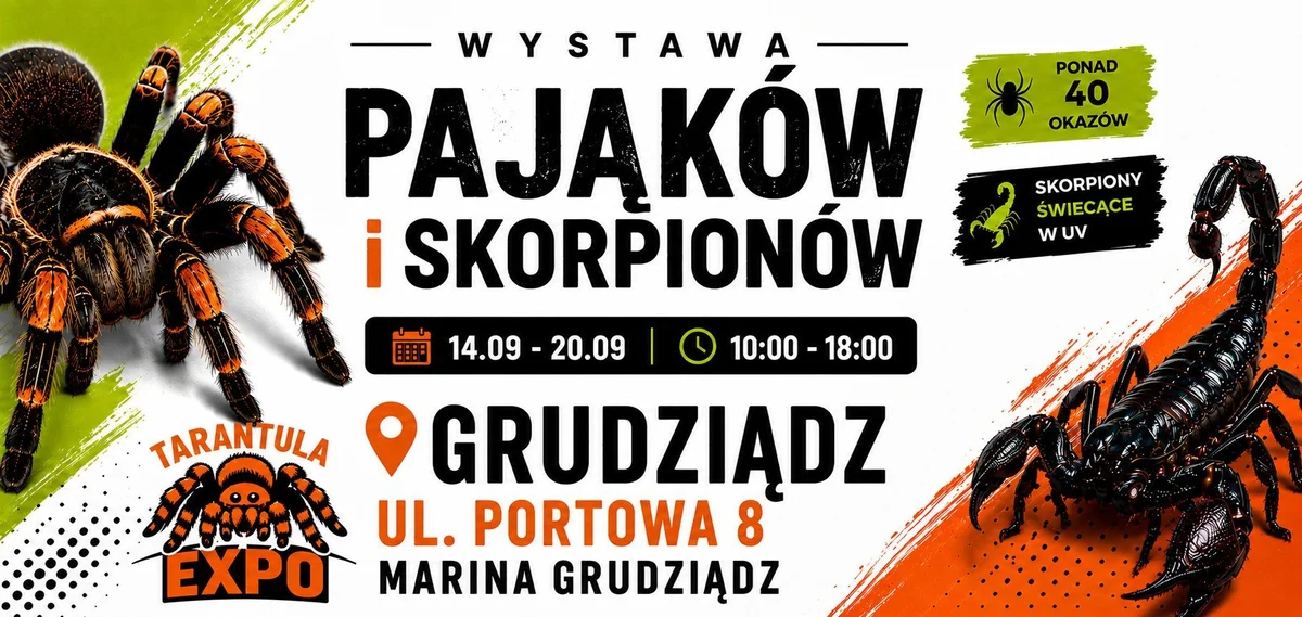 Grafika promocyjna wydarzenia TARANTULA EXPO – wystawa pająków