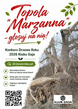 Grudziądzka topola walczy o tytuł Drzewa Roku. Głosowanie już trwa