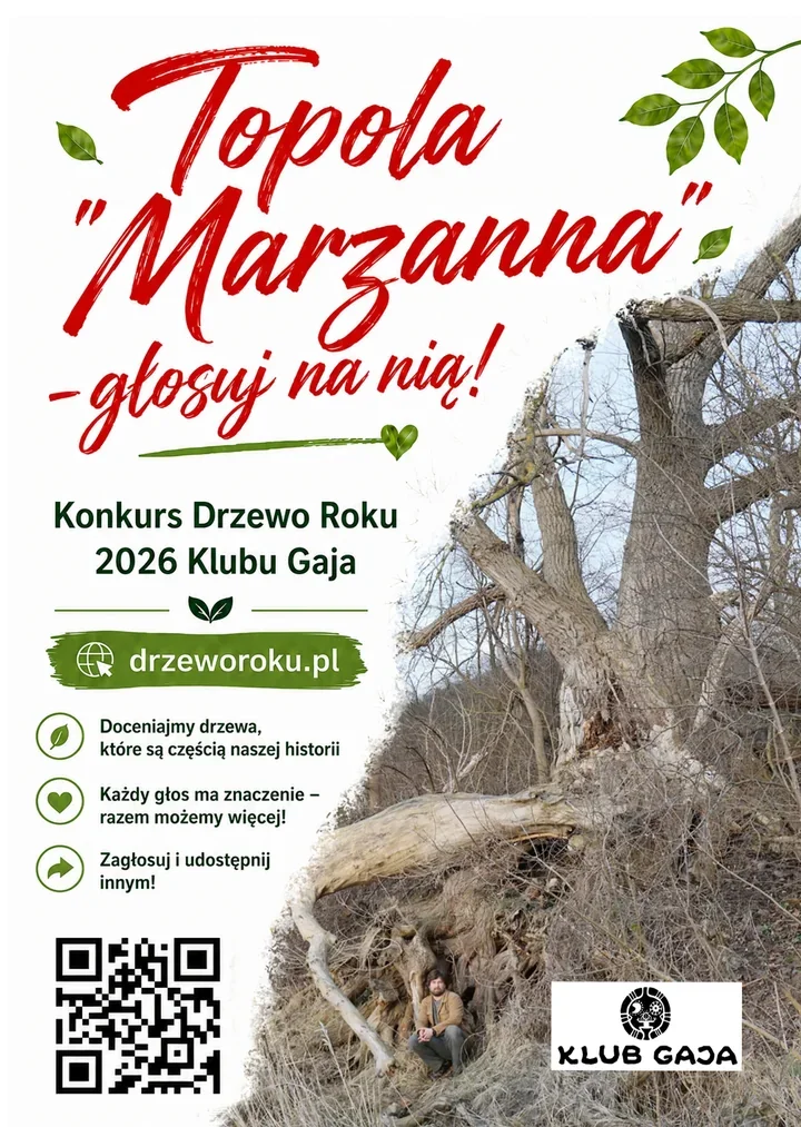 Grudziądzka topola walczy o tytuł Drzewa Roku. Głosowanie już trwa